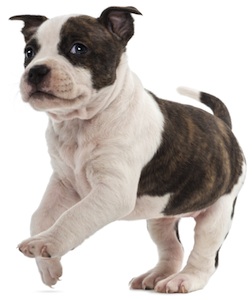 Cute photo of Hospitality Hound