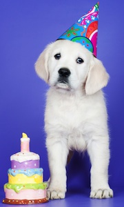 Cute photo of Hospitality Hound