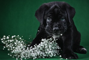 Cute photo of Hospitality Hound