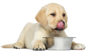 Cute photo of Hospitality Hound