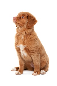 Cute photo of Hospitality Hound