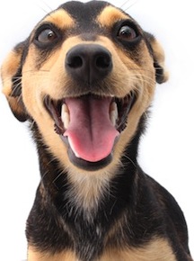 Cute photo of Hospitality Hound