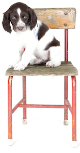 Cute photo of Hospitality Hound