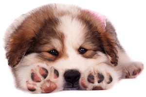 Cute photo of Hospitality Hound