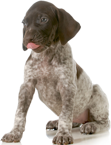 Cute photo of Hospitality Hound