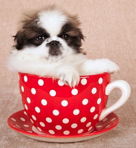 Cute photo of Hospitality Hound