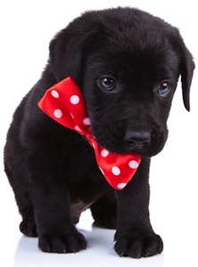 Cute photo of Hospitality Hound