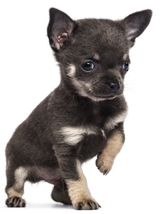 Cute photo of Hospitality Hound