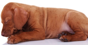 Cute photo of Hospitality Hound