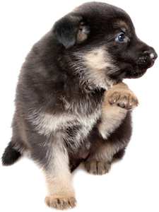 Cute photo of Hospitality Hound