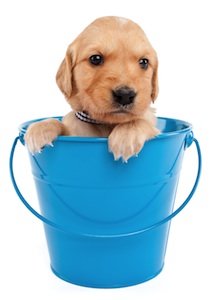 Cute photo of Hospitality Hound