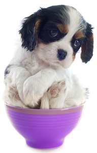 Cute photo of Hospitality Hound