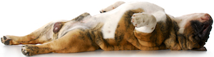 Cute photo of Hospitality Hound