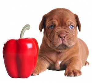 Cute photo of Hospitality Hound