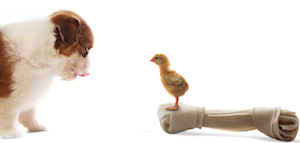 Cute photo of Hospitality Hound