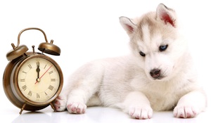 Cute photo of Hospitality Hound