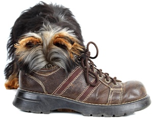 Cute photo of Hospitality Hound