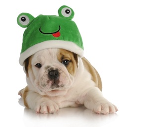 Cute photo of Hospitality Hound