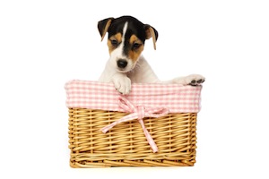 Cute photo of Hospitality Hound