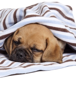 Cute photo of Hospitality Hound