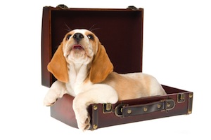 Cute photo of Hospitality Hound