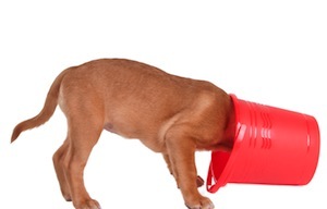 Cute photo of Hospitality Hound