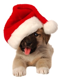 Cute photo of Hospitality Hound