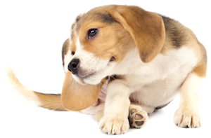 Cute photo of Hospitality Hound