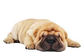 Cute photo of Hospitality Hound