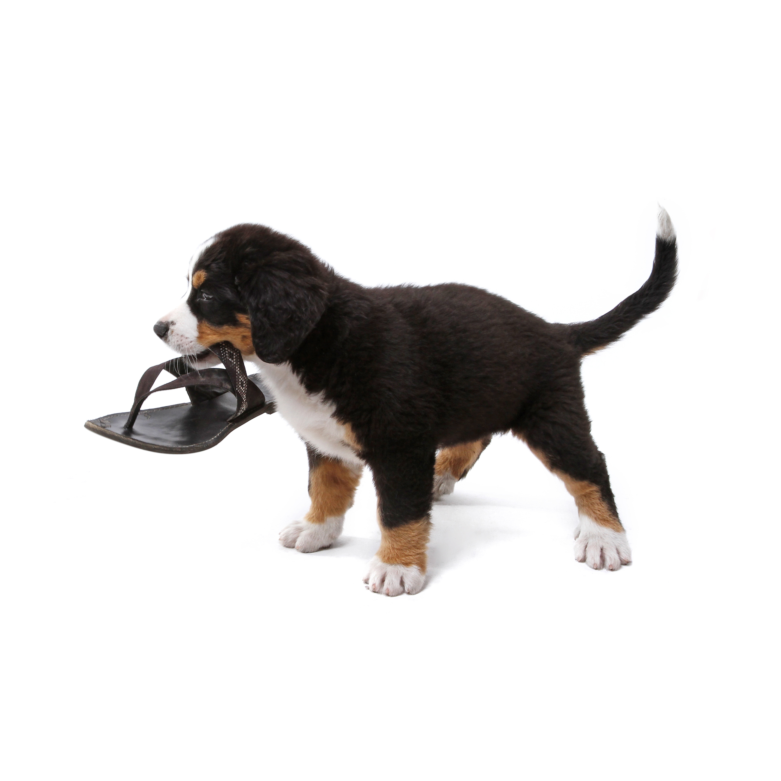 Cute photo of Hospitality Hound
