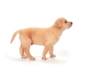 Cute photo of Hospitality Hound