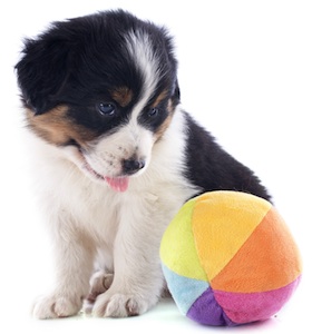 Cute photo of Hospitality Hound