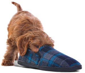 Cute photo of Hospitality Hound