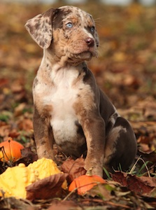 Cute photo of Hospitality Hound