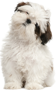 Cute photo of Hospitality Hound