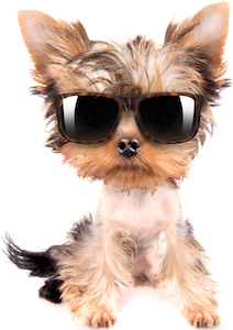 Cute photo of Hospitality Hound