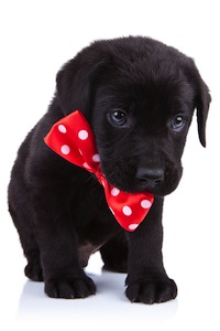 Cute photo of Hospitality Hound