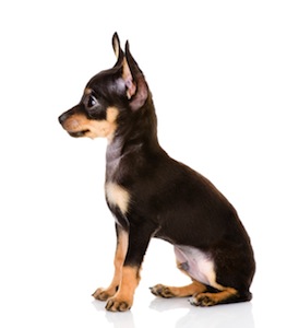 Cute photo of Hospitality Hound