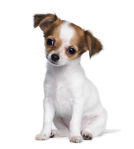 Cute photo of Hospitality Hound