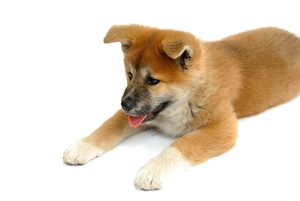 Cute photo of Hospitality Hound