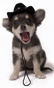 Cute photo of Hospitality Hound