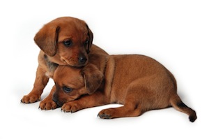 Cute photo of Hospitality Hound