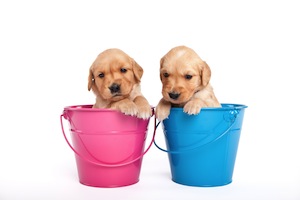 Cute photo of Hospitality Hound