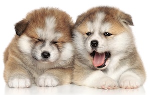 Cute photo of Hospitality Hound