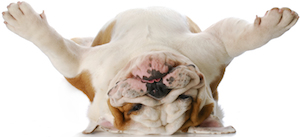 Cute photo of Hospitality Hound