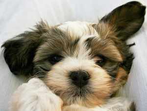 Cute photo of Hospitality Hound