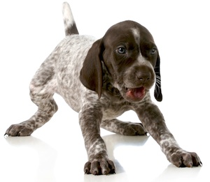 Cute photo of Hospitality Hound