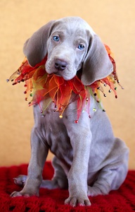 Cute photo of Hospitality Hound