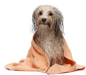 Cute photo of Hospitality Hound