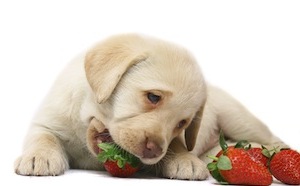 Cute photo of Hospitality Hound